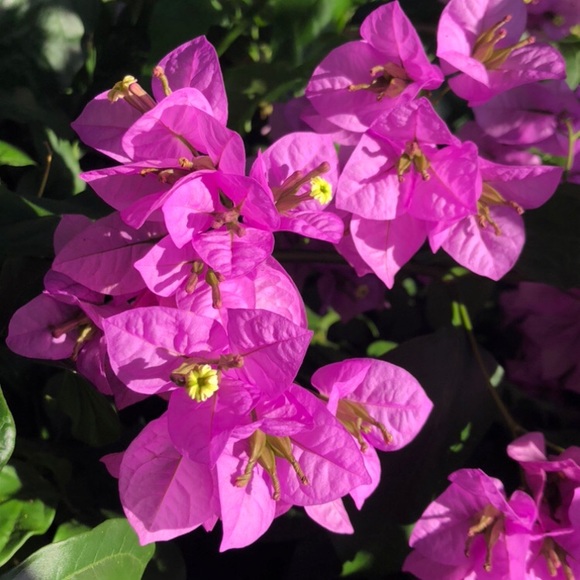 Poshmark Ambassador Blake Lyons - Picture 7 of 8